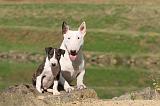 BULL TERRIER 010